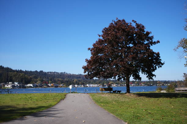 Tree in Beach of Sammamish Lake