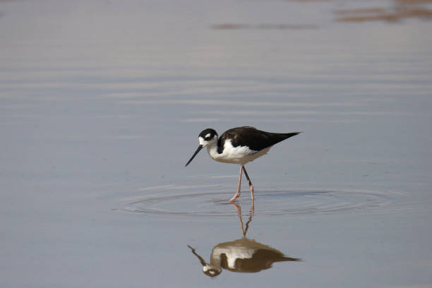 istock Black-necked Stilt (himantopus mexicanus) wading in shallow water 2181638906