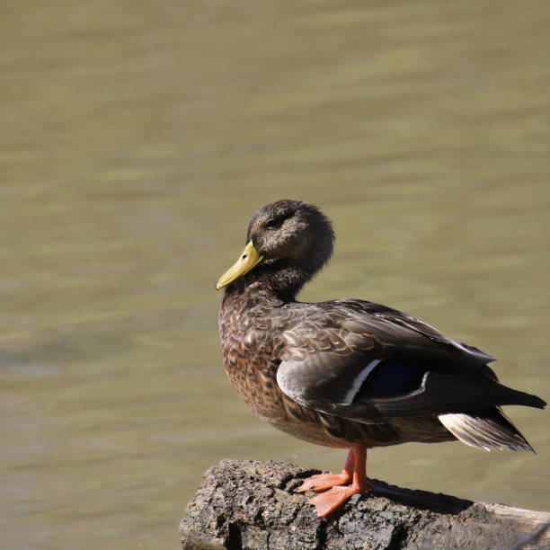 istock Mallard Duck (female) (anas platyrhynchos) perched on a big rock 2181638913
