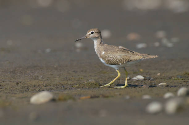 istock Common Sandpiper Photograph 2181644719