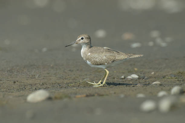 Photo of Common Sandpiper on the south coast of Yogyakarta.