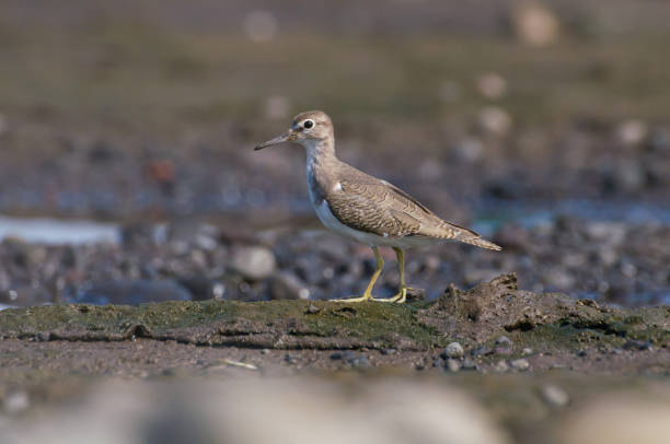 istock Common Sandpiper Photograph 2181644876