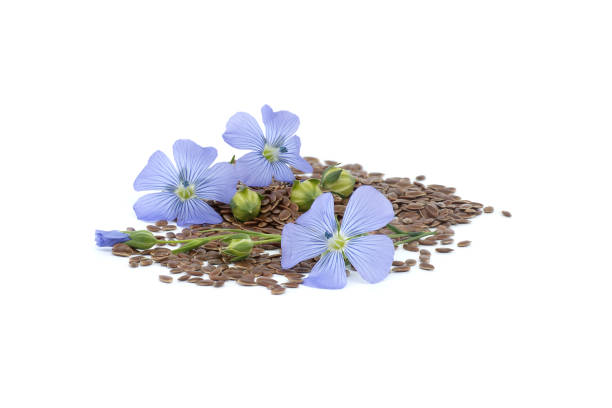 istock Flax (linseed) flower and seeds over white background 2181649429