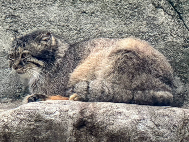 istock Gorgeous small wild cat called Pallas cat 2181649897