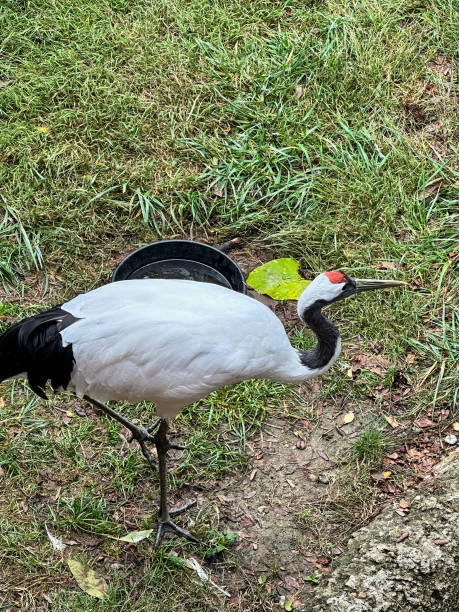 Red-crowned crane bird standing on one leg