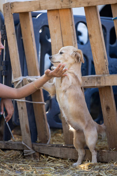 istock The woman holding cute puppy 2181656048