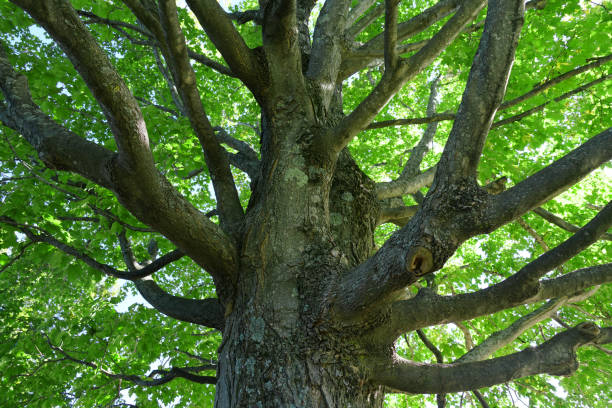 istock tree trunk and green tree branches in urban area 2181657723