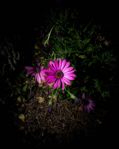 A vibrant purple daisy stands out against a dark, shadowy background