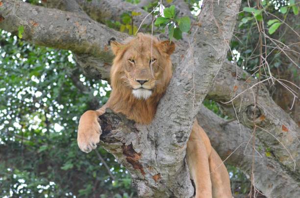 istock Majestic lion is perched high up in a tree, gazing down from its perch 2181659511