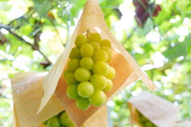 Grapes in the orchard Fully ripened Shine muscat