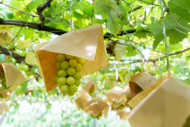 Grapes in the orchard Fully ripened Shine muscat