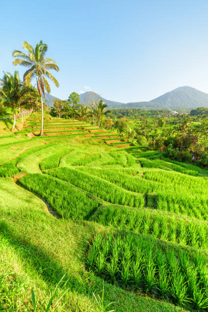 istock Awesome view of scenic rice terraces in Bali, Indonesia 2181663306