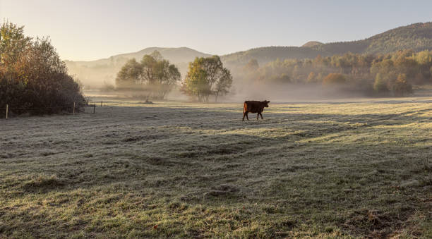 istock Cow in the meadow 2181664142