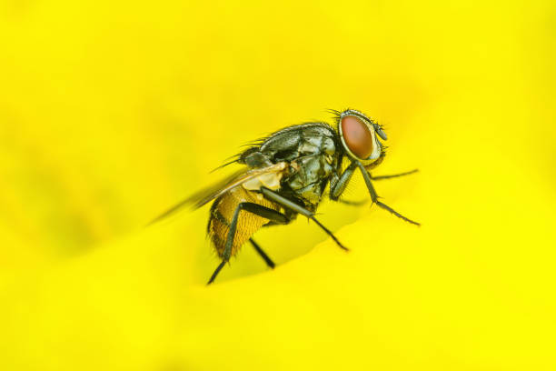 istock Housefly standing on a vibrant yellow surface. 2181664641