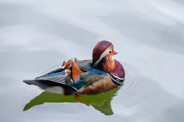 A vibrant male mandarin duck swims peacefully on rippled water, creating a serene scene of wildlife in its natural habitat.