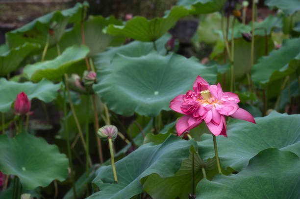blossoming yellow lotus flowers