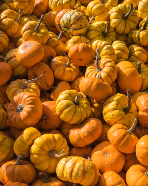 istock Small orange pumpkins. Colorful fall harvest background. 2181666796