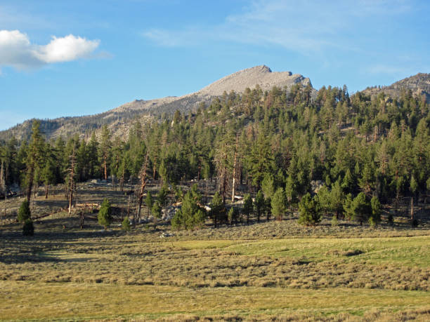 View of coniferous covered slope below 12,132 Olancha Peak with a section of Monache Meadow in foreground as seen in South Sierra Wilderness.