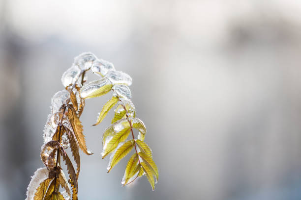 Close up of melting ice dripping from leaf