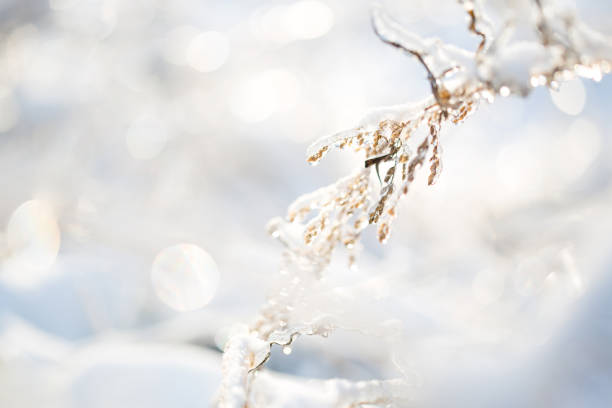 istock icy plant on a gray background. cold winter nature background 2181667567