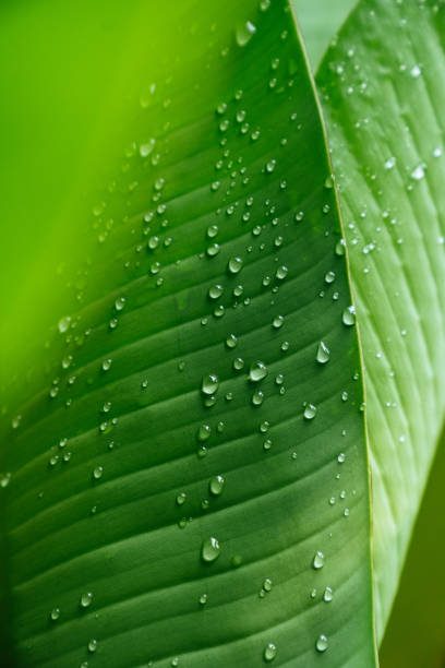 A banana leaf covered in water droplets