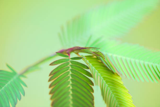 Macro Series : The top of a small plant in nature. Green young leaves with natural background. Young shoots of plant. The young green leaves of plants receive the morning sunlight.