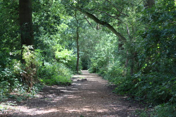 istock Peaceful woodland path in summer 2181670576