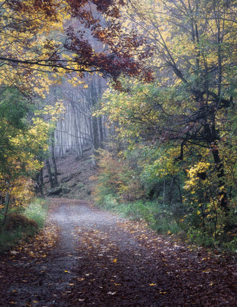 istock I come alive in the Autumn time. 2181671026