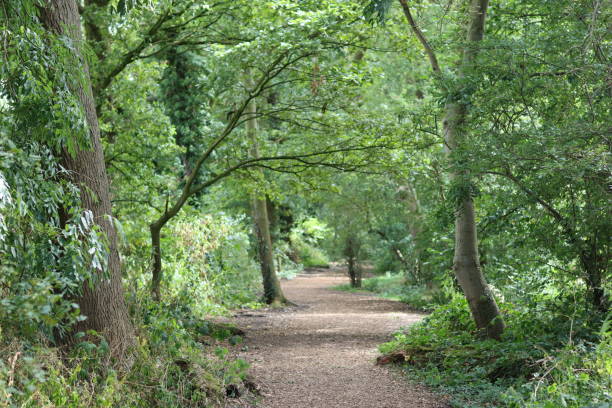 istock Peaceful woodland path in summer 2181671079