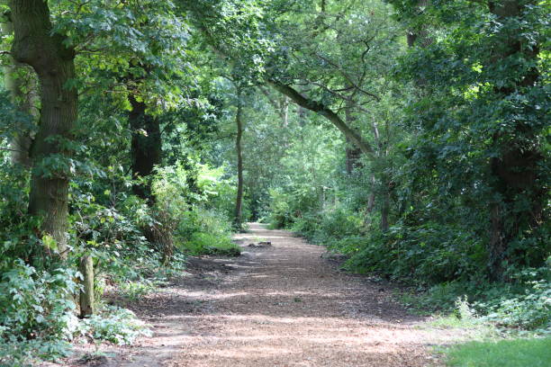 istock Peaceful woodland path in summer 2181671280