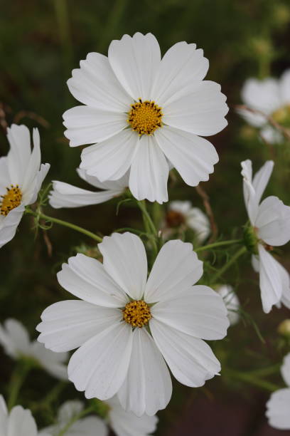istock Close up of white cosmos flowers 2181671396