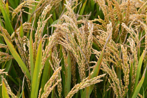 istock Mature rice in the field 2181671656