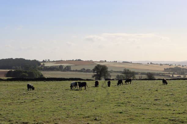 istock Cows grazing in a field in morning sunshine 2181672678