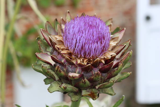 Globe artichoke or Cynara scolymus flower head