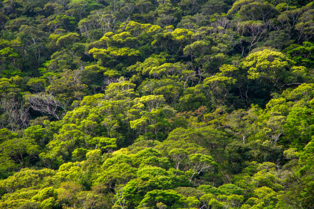 istock The forests of Amami Oshima are creative 2181673970