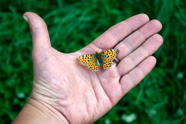 bright orange spotted butterfly sitting on the hand.