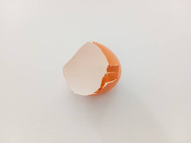 istock The egg shell is the outermost layer of the egg. This layer can have a hard or soft texture, depending on the type of egg. 2181674300