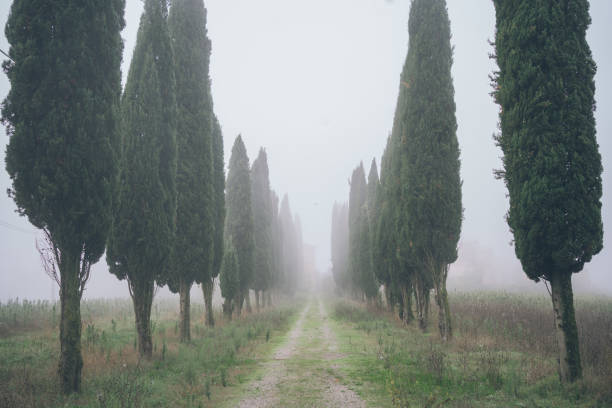 View down treelined road in fog, Tuscany