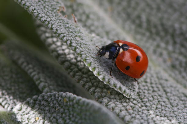 istock Ladybug on the leaf in the garden 2181675072