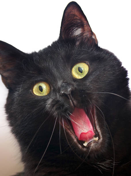 istock Meowing Black Cat Bombay. Yawning cat. Cat's look close-up. Selective focus. 2181675121
