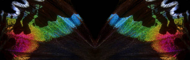 istock colorful wing of a tropical butterfly close-up. abstract pattern butterfly wing texture background. Madagascan sunset moth. 2181675143