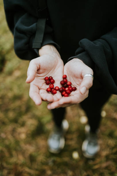 istock Picking cranberries during autumn hike in Koli National Park 2181675159
