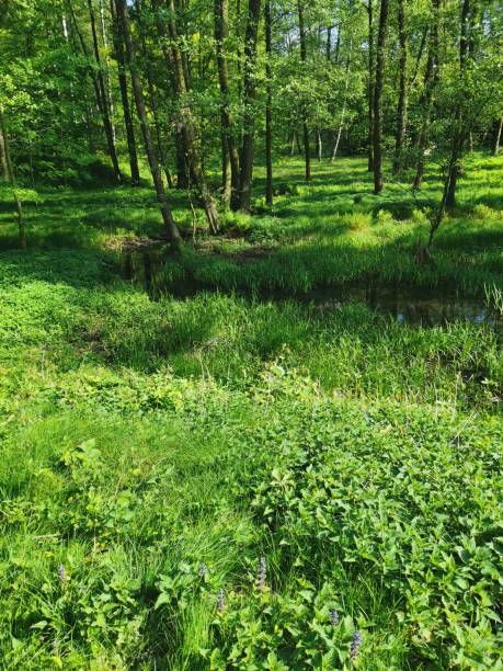 Walk In Spring Forest 30+ Spring Walk In The Woods Stock Photos, Pictures & Royalty-Free ...