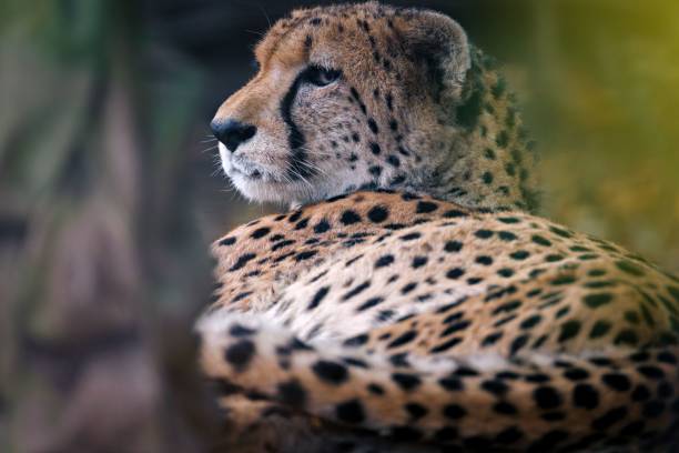 Two Cheetah cats