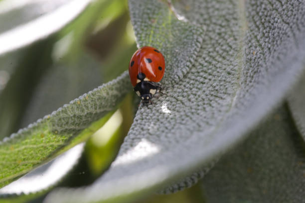 istock Ladybug on the leaf in the garden 2181676678