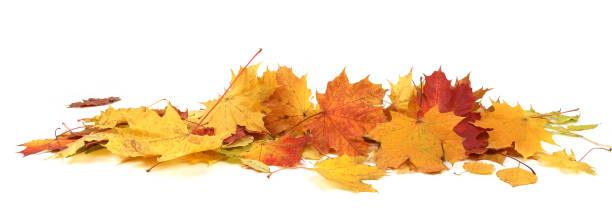 istock Autumn leaves background with copy space. 2181679311