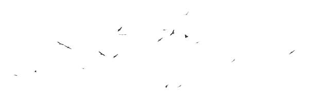 istock A flock of birds in flight isolated on a white background 2181679593