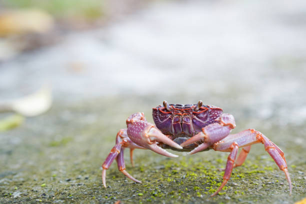 vibrant crab walking on textured surface, showcasing its claws and colors.