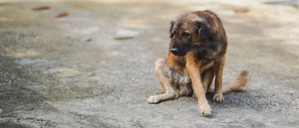 istock dog sitting on concrete surface, looking thoughtful and calm 2181681081
