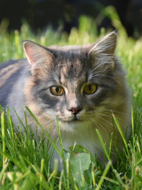 istock Siberian cat outdoor 2181681404